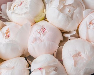 Букет из 11 белых пионов (Premium) в упаковке small - 5