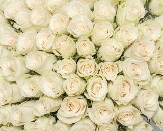 Букет из 101 белой розы (Кения) 35-40 см под ленту  small - 3
