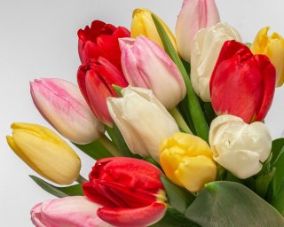 Букет из 15 тюльпанов стандарт микс под ленту  small - 3