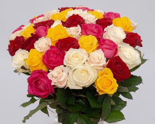 Роза Россия микс 35-40 см. small - 2