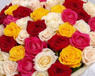 Букет из 51 розы яркий микс (Россия) 50-60 см в упаковке  small - 4