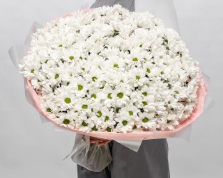 Букет из 35 белых хризантем Бакарди в упаковке  small - 2