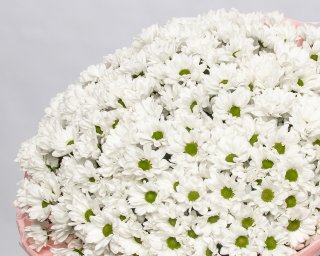 Букет из 35 белых хризантем Бакарди в упаковке  small - 4