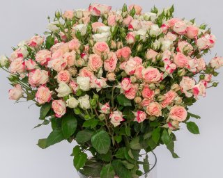 Роза кустовая нежный микс 60-70 см  small - 2