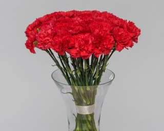 Гвоздика красная  small - 2