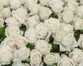 Корзина цветов из 351 белой розы 50-60 см (Эквадор)  small - 3