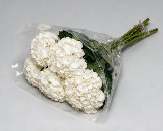Пачка из 5 белых гортензий  small - 2