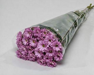 Пачка из 5 фиолетовых кустовых хризантем Бакарди  small - 2