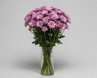 Пачка из 5 фиолетовых кустовых хризантем Бакарди  small - 3