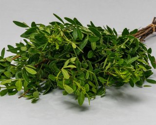 Пачка из 10 ветвей фисташки  small - 2