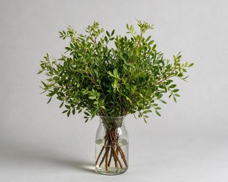 Пачка из 10 ветвей фисташки  small - 3