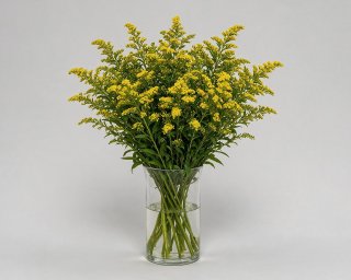 Пачка из 10 ветвей солидаго  small - 3