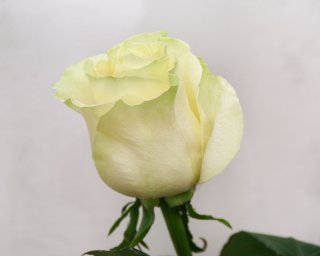 Роза Эквадор бело-зеленая 40 см. small - 5