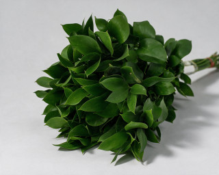 Пачка из 10 ветвей рускуса  small - 1
