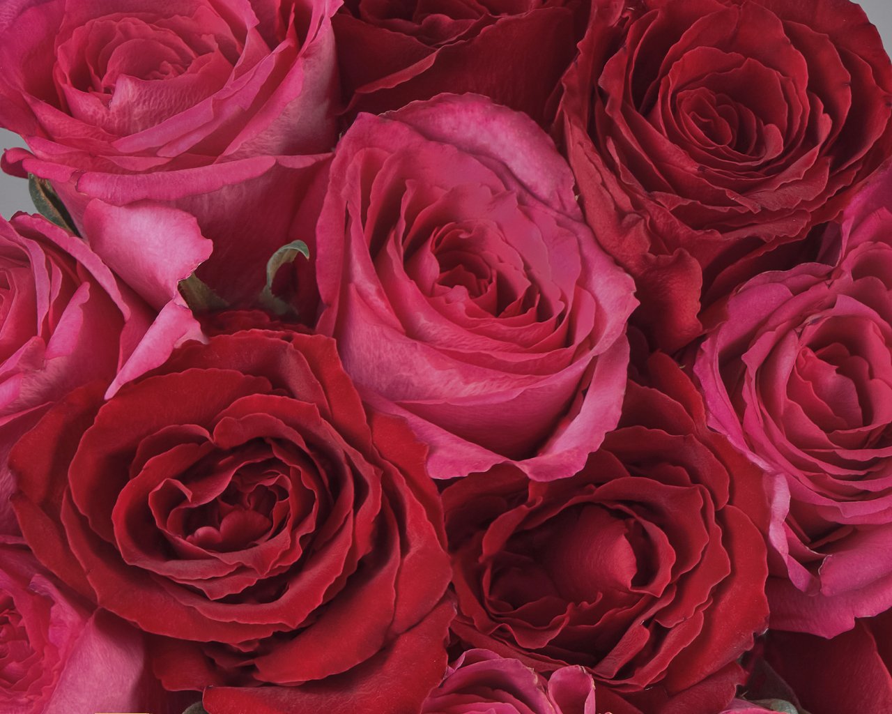 Букет из красных и розовых роз (Кения) 35-40 см под ленту     15 шт - 3