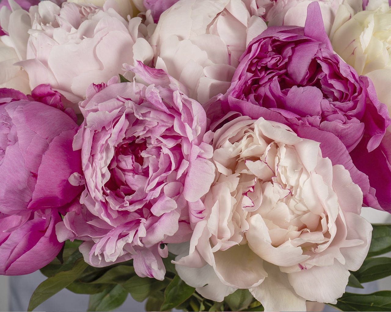Букет из пионов микс (Сара Бернар) под ленту   15 шт - 4