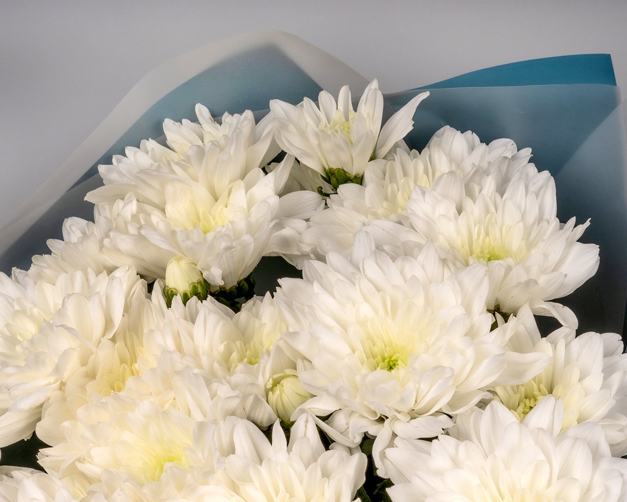 Букет из белой хризантемы в упаковке      5 шт - 3
