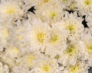 Букет из белой хризантемы в упаковке      5 шт small - 4