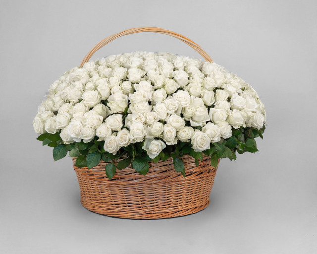 Корзина цветов из 351 белой розы 50-60 см (Эквадор) - 1